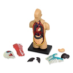 Learning Resources Human Anatomy Model - 4-1/2" (front of model)
