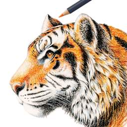 Faber-Castell Goldfaber Color Pencils - Set of 24, Assorted Colors, sketching a tiger