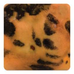 Mayco Jungle Gems Crystal Glaze - Papaya, Cone 10 reduction