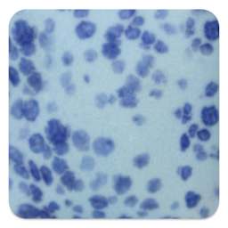 Mayco Speckled Stroke & Coat Glaze - Speckled My Blue Heaven, fired at cone 10 reduction