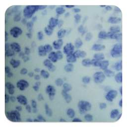 Mayco Speckled Stroke & Coat Glaze - Speckled My Blue Heaven, fired at cone 6 oxidation