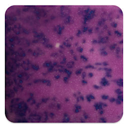 Mayco Speckled Stroke & Coat Glazes - Speckled Grapel, fired at cone 6 oxidation