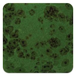 Mayco Speckled Stroke & Coat Glazes - Speckled Green Thumb, fired at cone 10 reduction