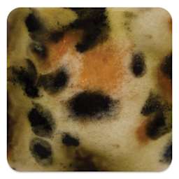 Mayco Crystalite Glaze - Safari, fired to Cone 10 reduction