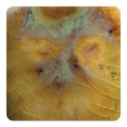 Mayco Crystalite Glaze - Cappuccino Mint, Cone 6 oxidation