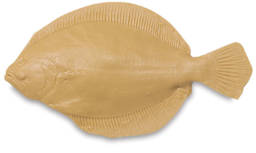 Flounder