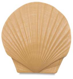 Scallop Shell