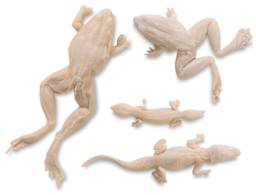 Gyotaku Fish Printing Replicas - 4 Reptile forms shown