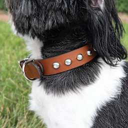 Realeather Stained Torino Leather Dog Collar - Large, Kit of 7, being worn by a dog