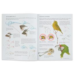 The Laws Guide to Drawing Birds, songbird bills