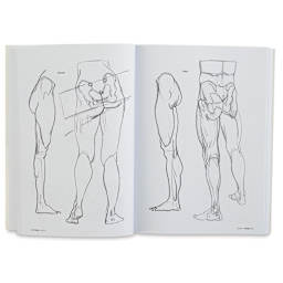 Anatomy for Artists - Sketches of Muscles in lower Torso
