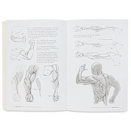 Anatomy for Artists Muscled Bodies, biceps and triceps