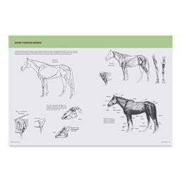 Walter Foster How To Draw Horses - Spread on Anatomy and Proportion