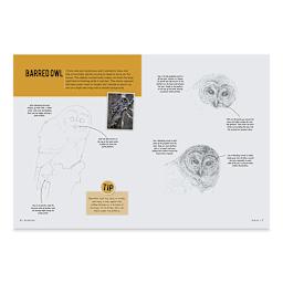 Drawing: Birds, Owl Page