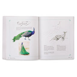 Calligraphic Drawing - Inside spread illustrating steps for drawing a peacock
