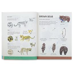How To Draw Almost Every Animal - Spread on how to draw a Brown Bear
