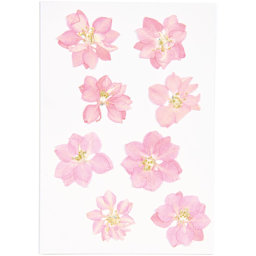 Pressed Flower & Plant Sets Delphinium - Pink, 8/Pkg.