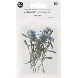 Pressed Flower & Plant Sets Sweet Alyssum - Blue, 6/Pkg.