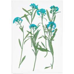 Pressed Flower & Plant Sets Sweet Alyssum - Blue, 6/Pkg.