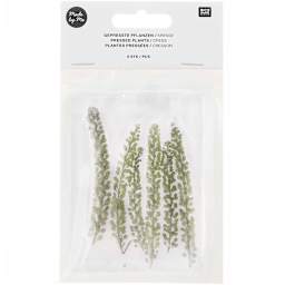 Pressed Flower & Plant Sets Cress - 6/Pkg.