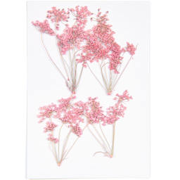 Pressed Flower & Plant Sets Ammi Branch - Pink, 4/Pkg.