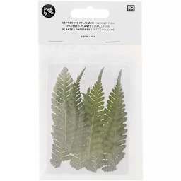 Rico Design Pressed Flowers - Small Fern Pkg of 8