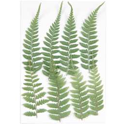 Rico Design Pressed Flowers - Small Fern Pkg of 8