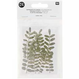 Pressed Flower & Plant Sets Carnation - 8/Pkg.