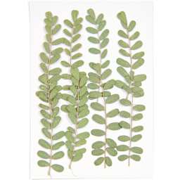 Pressed Flower & Plant Sets Carnation - 8/Pkg.