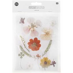 Pressed Flower & Plant Sets Natural Orange Mix - 13 Pcs./Pkg.