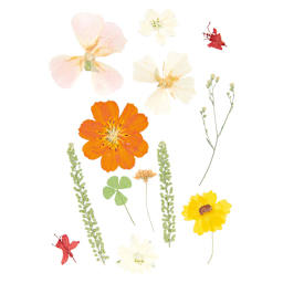 Pressed Flower & Plant Sets Natural Orange Mix - 13 Pcs./Pkg.
