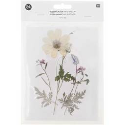 Pressed Flower & Plant Sets White Violet Mix - 7 Pcs./Pkg.