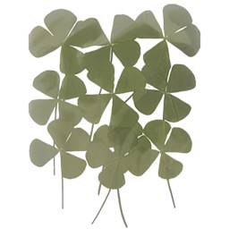 Rico Design Pressed Flowers - 4-Leaf Clover Pkg of 10