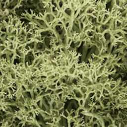 Lichen Groundcover Spring Green - Peggable