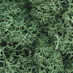 Lichen Groundcover Light Green - Peggable