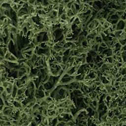 Lichen Groundcover Medium Green - Peggable