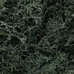 Lichen Groundcover Dark Green - Peggable