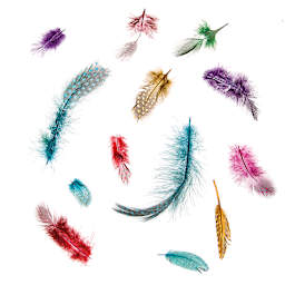 Darice Guinea Feathers