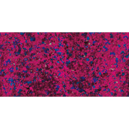 DecoArt Galaxy Glitter Paint - Supernova Berry, 2 oz swatch