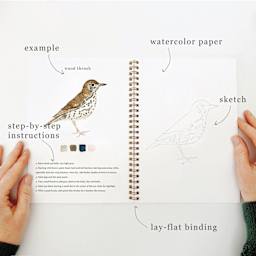 Emily Lex Studio Birds Watercolor Workbook, Wood Thrush sketch