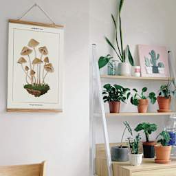 Coloready Paint by Number Kit - Mushroom Botanical, framed finished example