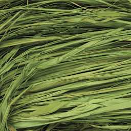 SuperMoss Raffia - Basil - close-up