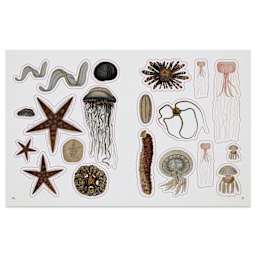 The Seashore Sticker Anthology, starfish and jellyfish