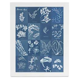 Roomytown British Algae Cyanotype Impressions Giclee Print