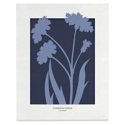 Roomytown Philipp Otto Runge Botancials Fine Art Giclee Print - Cornflower, 11" x 14"