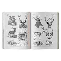 Vault Editions Animals: An Image Archive for Artists and Designers, deer