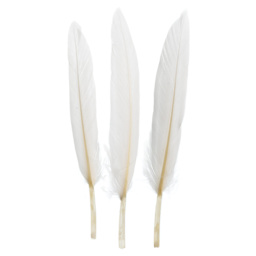 John Bead Duck Quill Feathers - White - three feathers