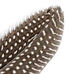John Bead Guinea Fowl Quill Feathers - White - close-up of feather tip