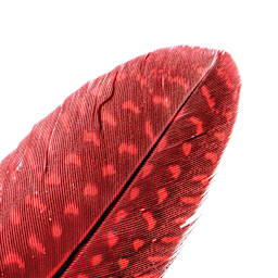 John Bead Guinea Fowl Quill Feathers - Red - close-up of feather tip