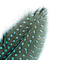 John Bead Guinea Fowl Quill Feathers - Turquoise - close-up of feather tip
